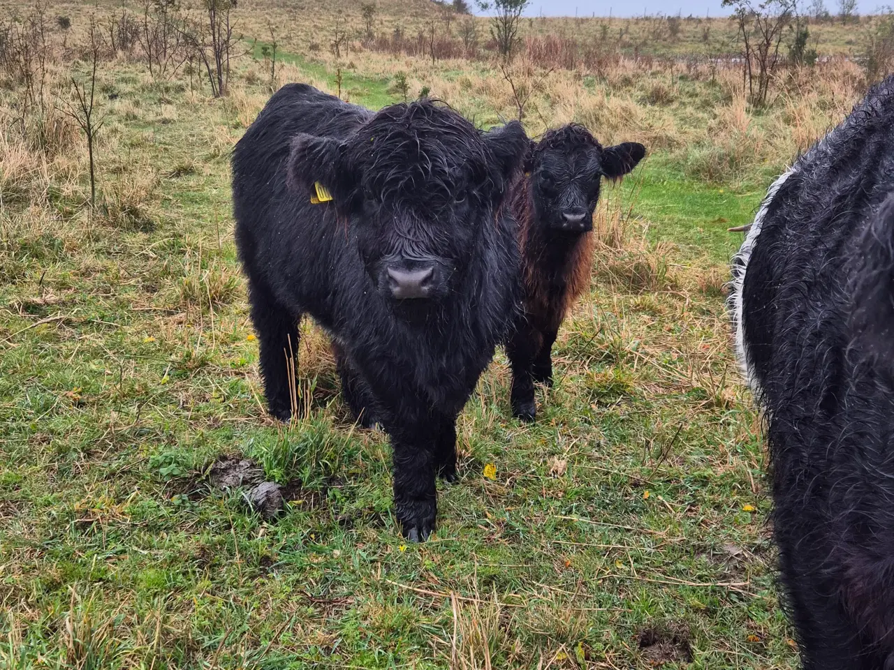 Billede 4 - Galloway - 3 køer + 2 kalve 
