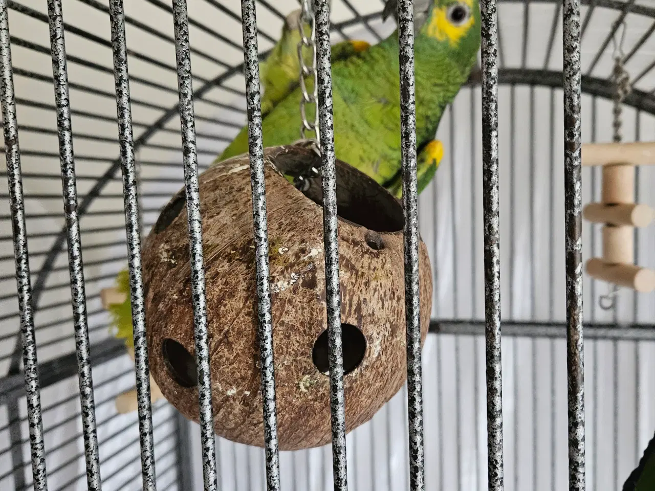 Billede 1 - papegøjer og bur