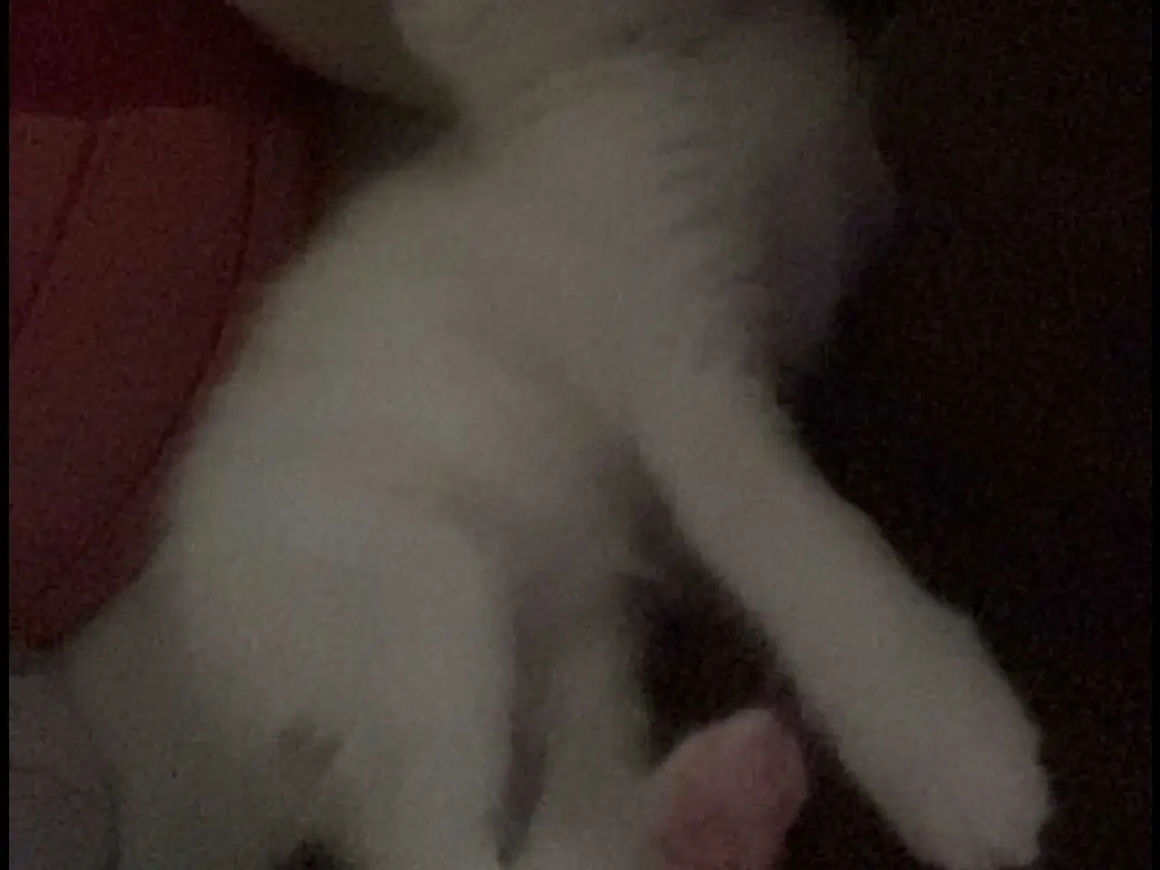 Billede 8 - Søde og kælne blandingskillinger