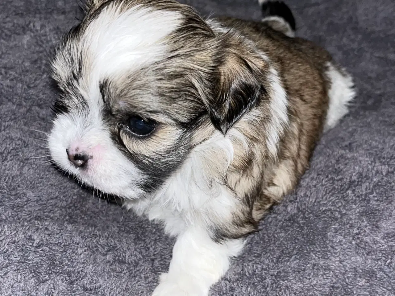 Billede 8 - Shih Tzu / Malteser Hvalpe