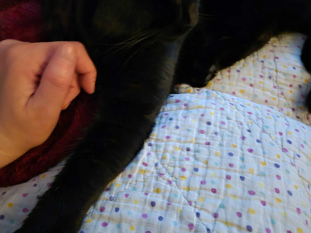 Billede 3 - Sød 1. årig kat