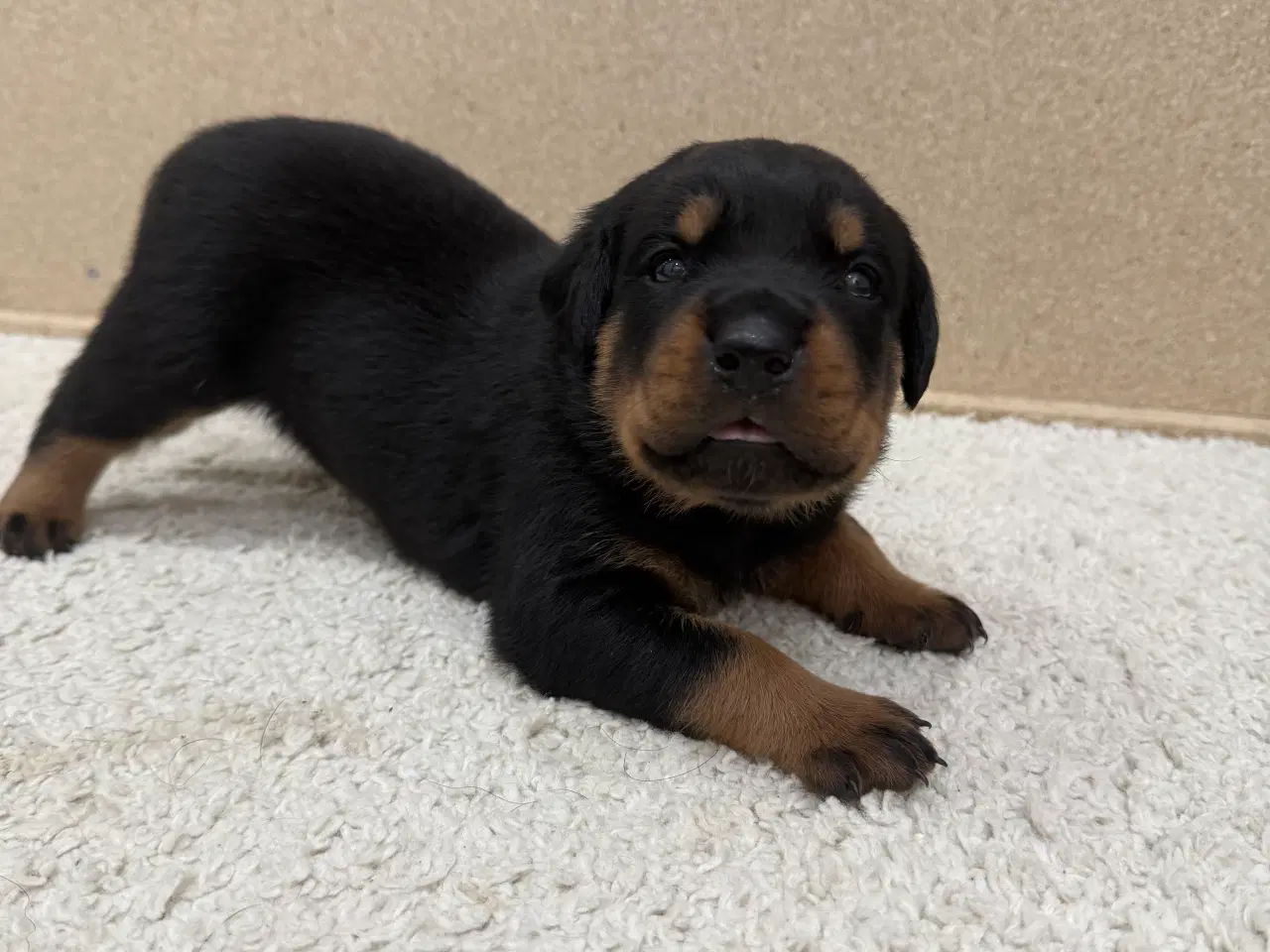 Billede 4 - Rottweiler hvalpe 