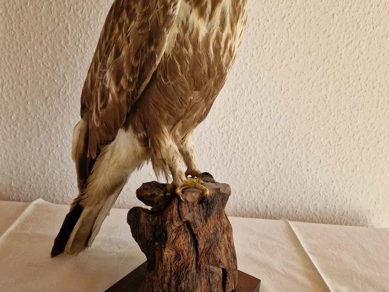 Billede 2 - Stor flot Musvåge Låddenbenet Buteo Lagopus