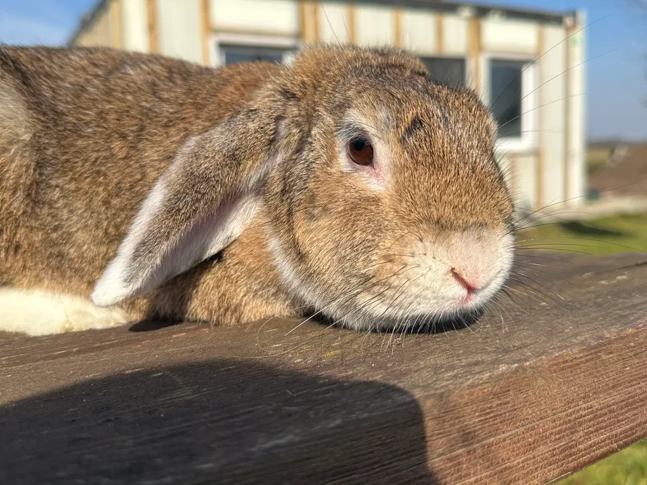 Billede 4 - En sød kaninunge sælges
