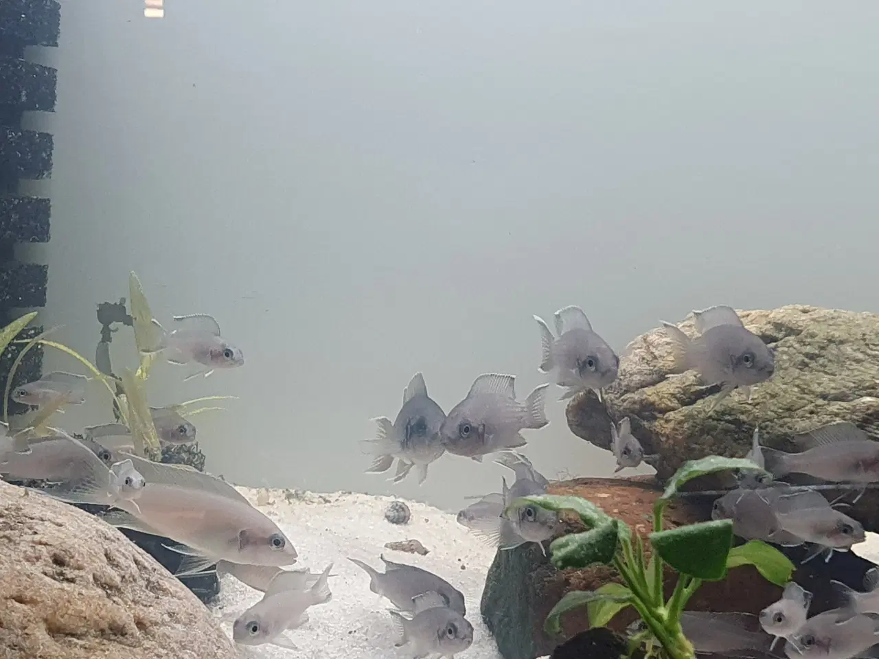 Billede 7 - Prinsessecichlider (Neolamprologus brichardi)