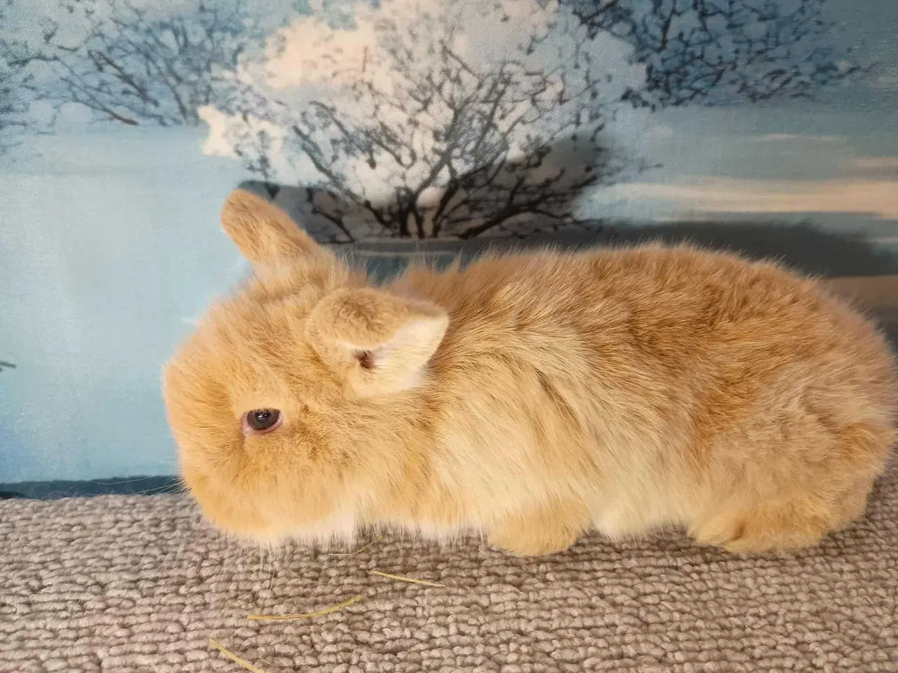 Billede 4 - Minilop dreng, dværg kanin han ung