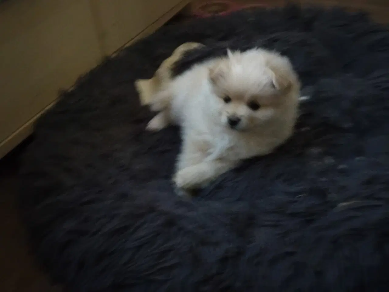 Billede 3 - Ægte Pomeranian hvalpe 2 stk