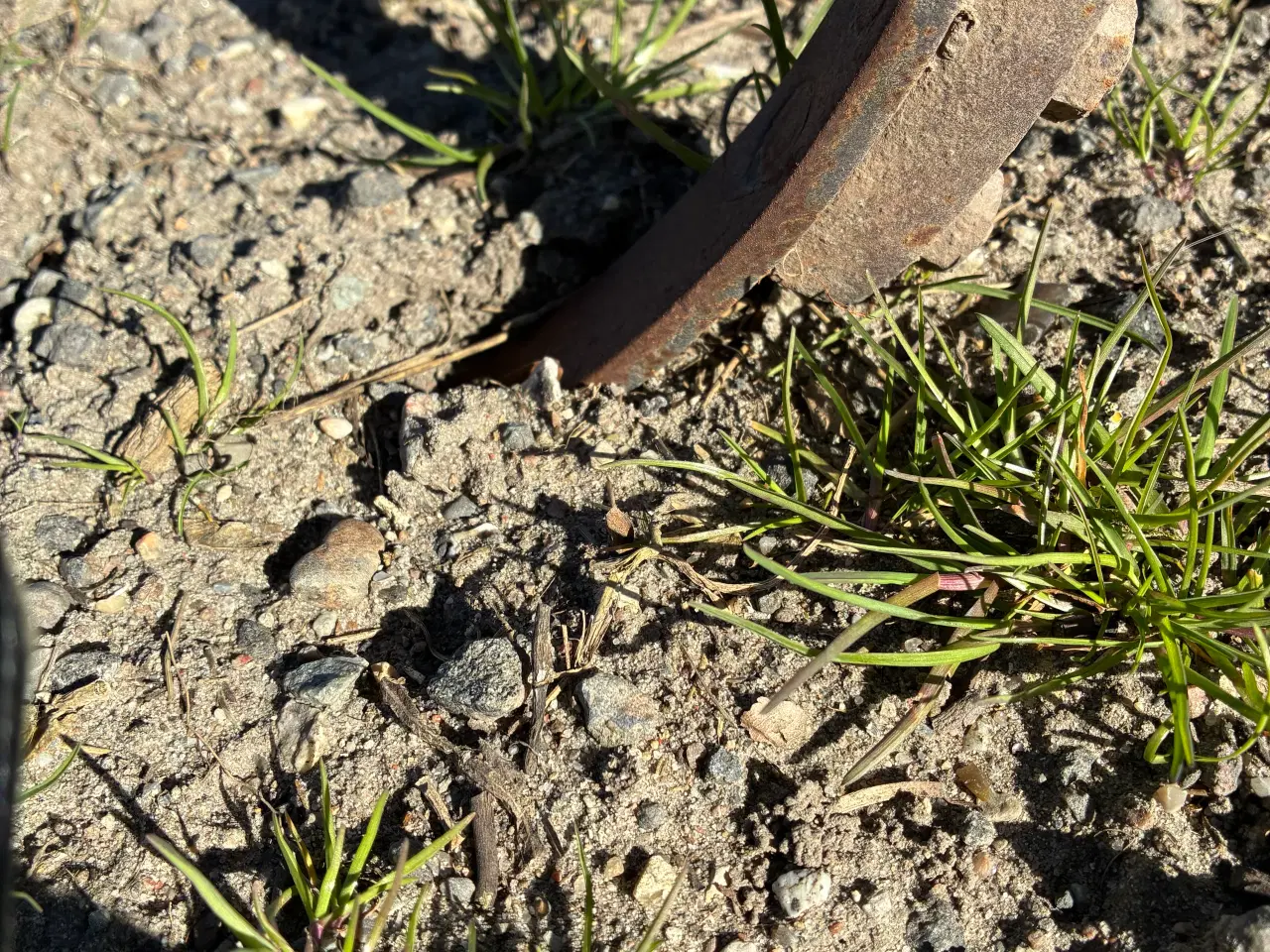 Billede 4 - Harve marsk stig 