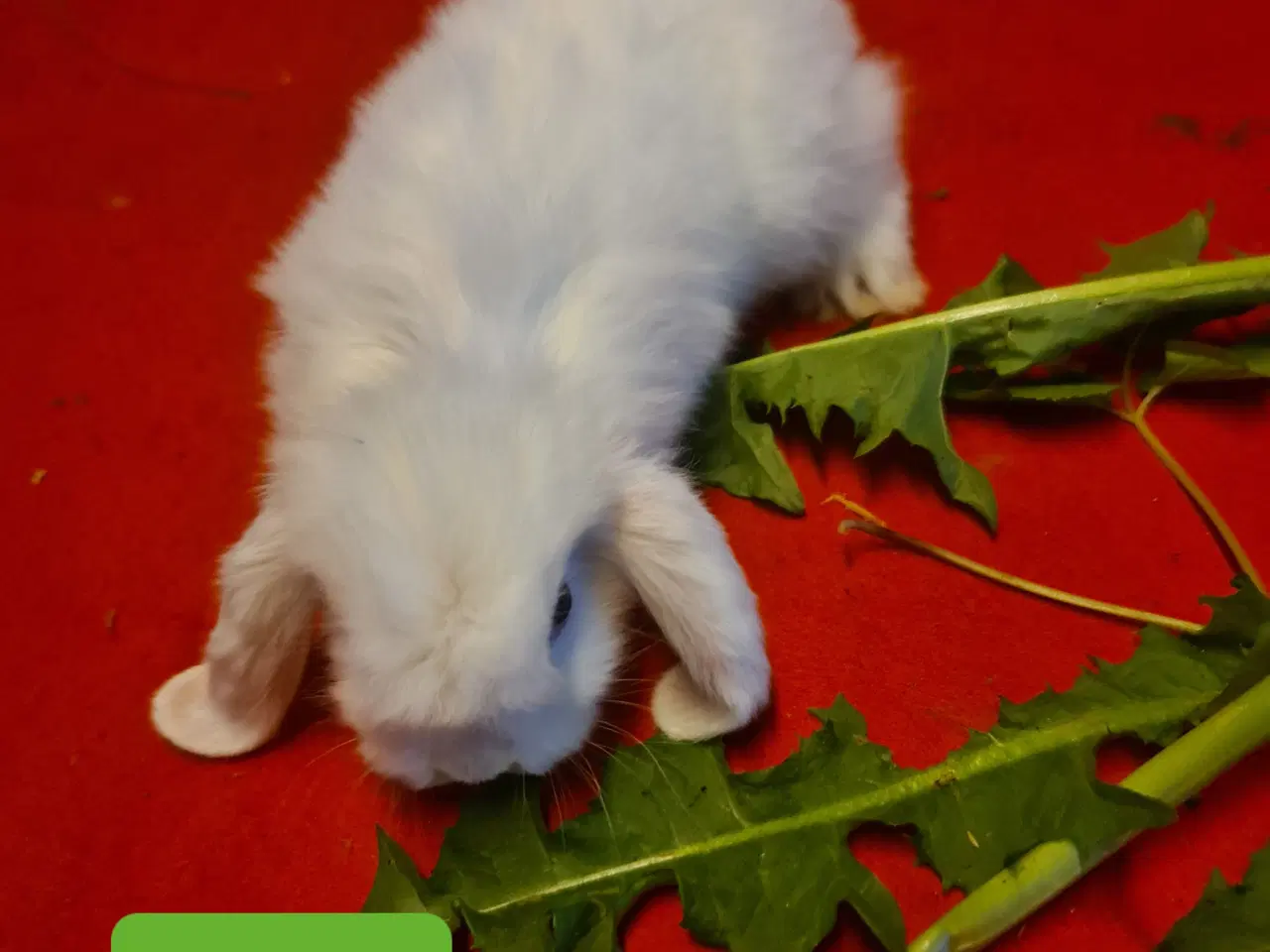 Billede 14 - Mini Lop Kaninunger 