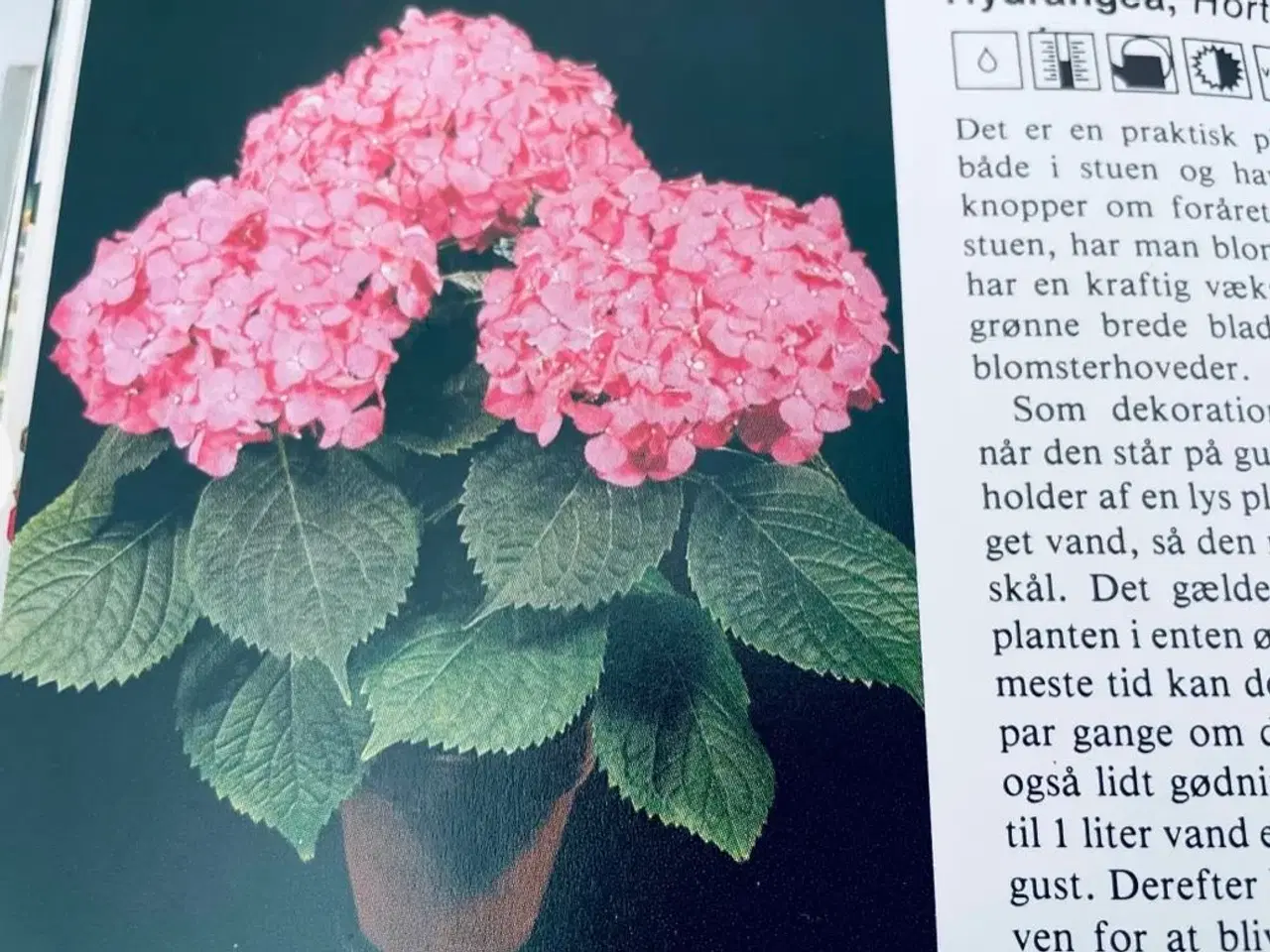 Billede 8 - Stueplanter bo bedre 