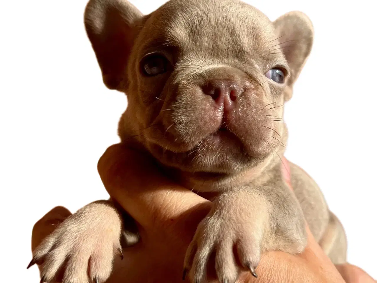 Billede 7 - Fransk bulldog hvalpe m stamtavle fra Avlsgodkende