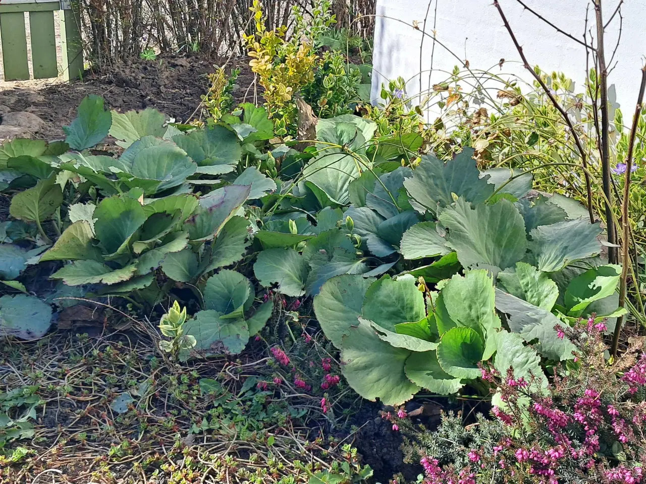 Billede 1 - Krusede elefantører sælges