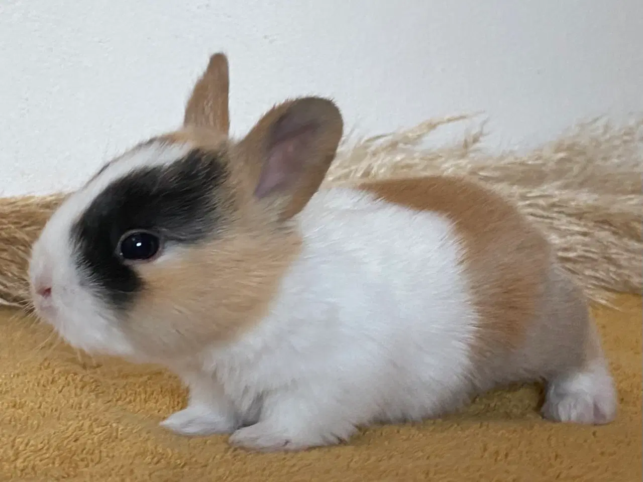 Billede 6 - HOLLÆNDER HAN JAPANER SORT/GUL