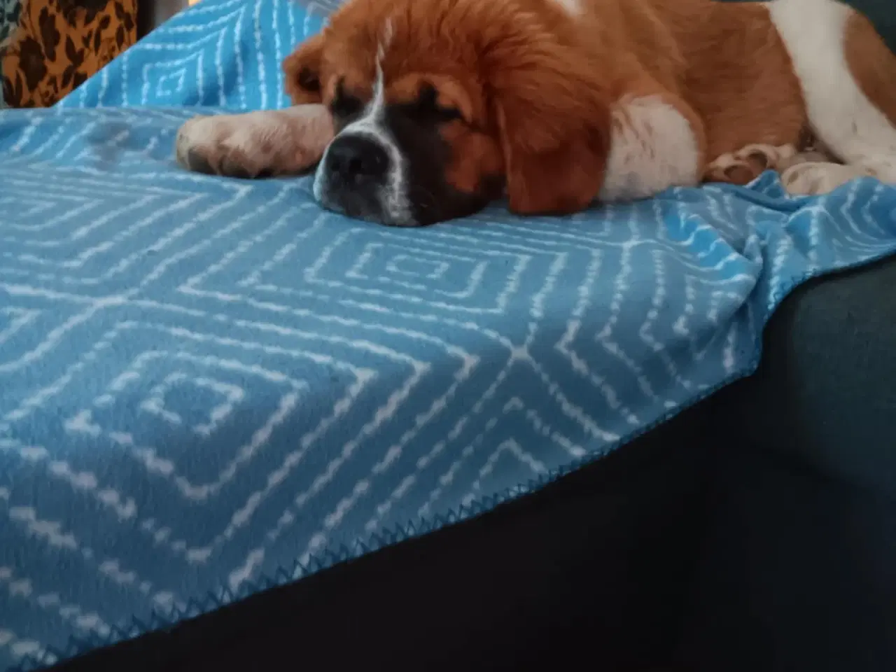 Billede 6 - Hunde hvalp