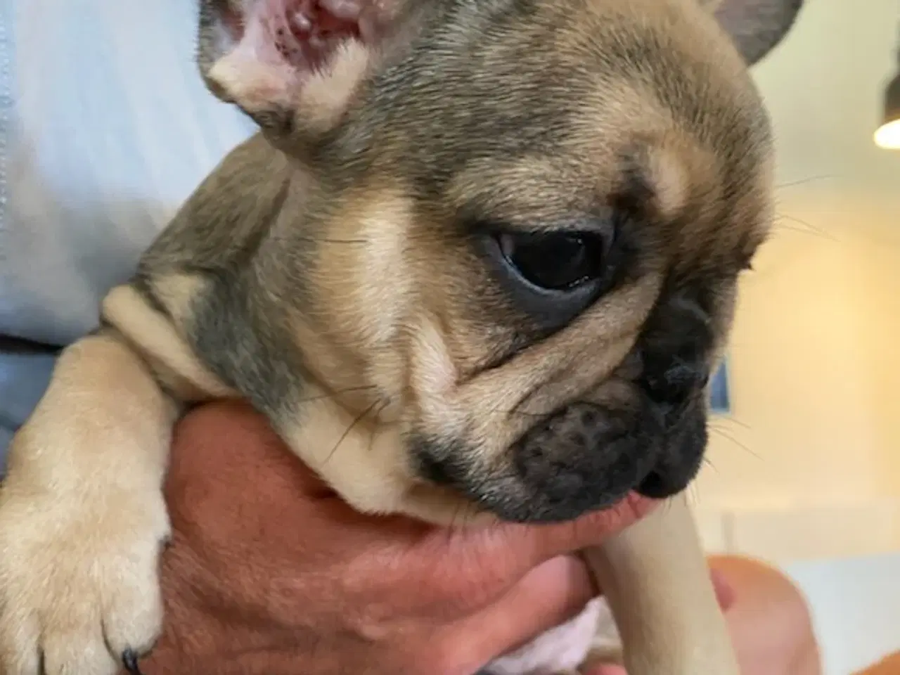 Billede 2 - Fransk Bulldog
