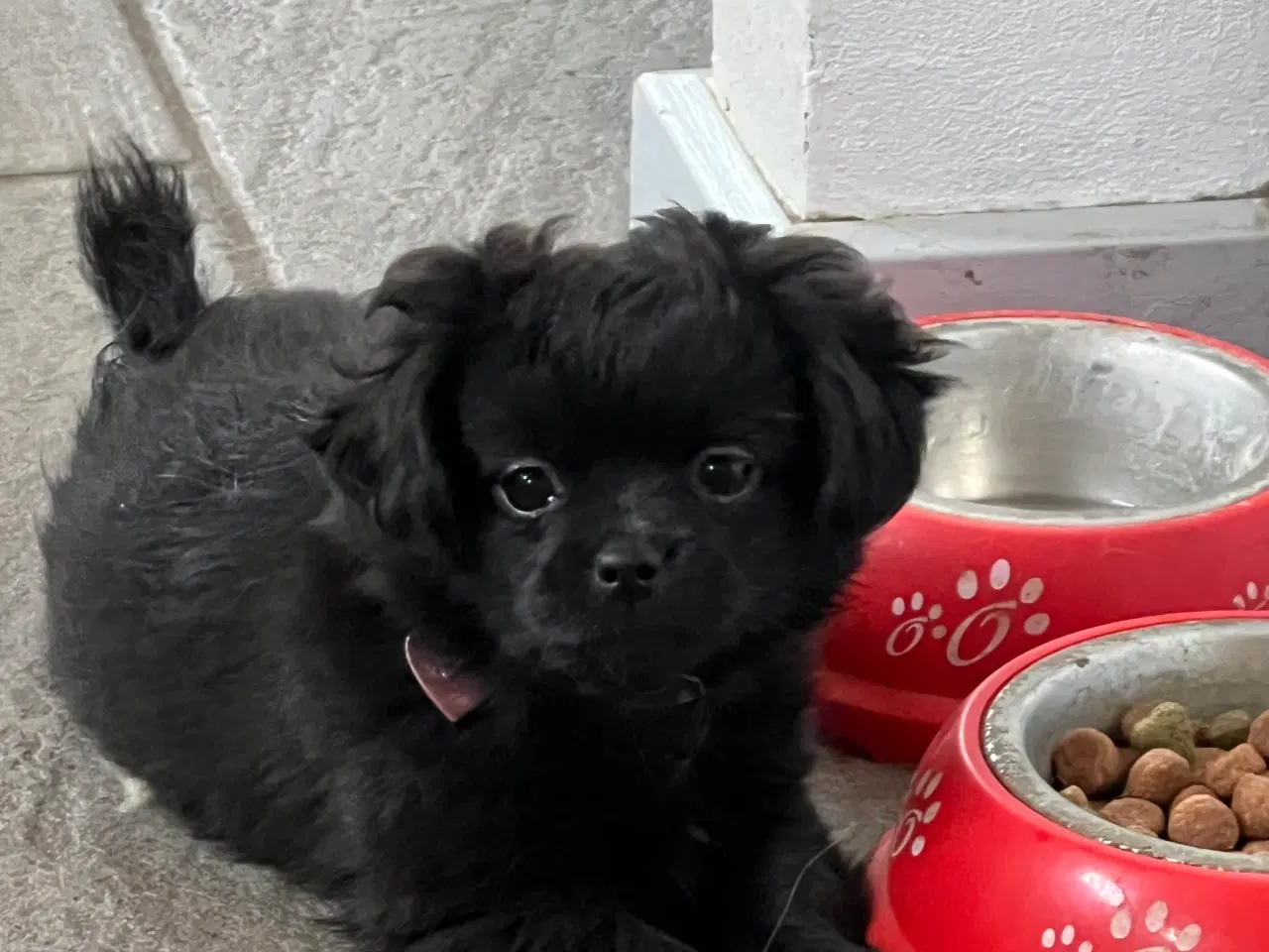 Billede 1 - Chihuahua pige 10 uger