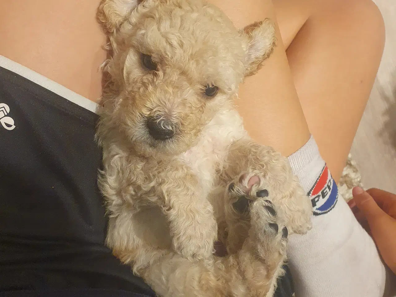 Billede 1 - Labradoodle hvalpe 