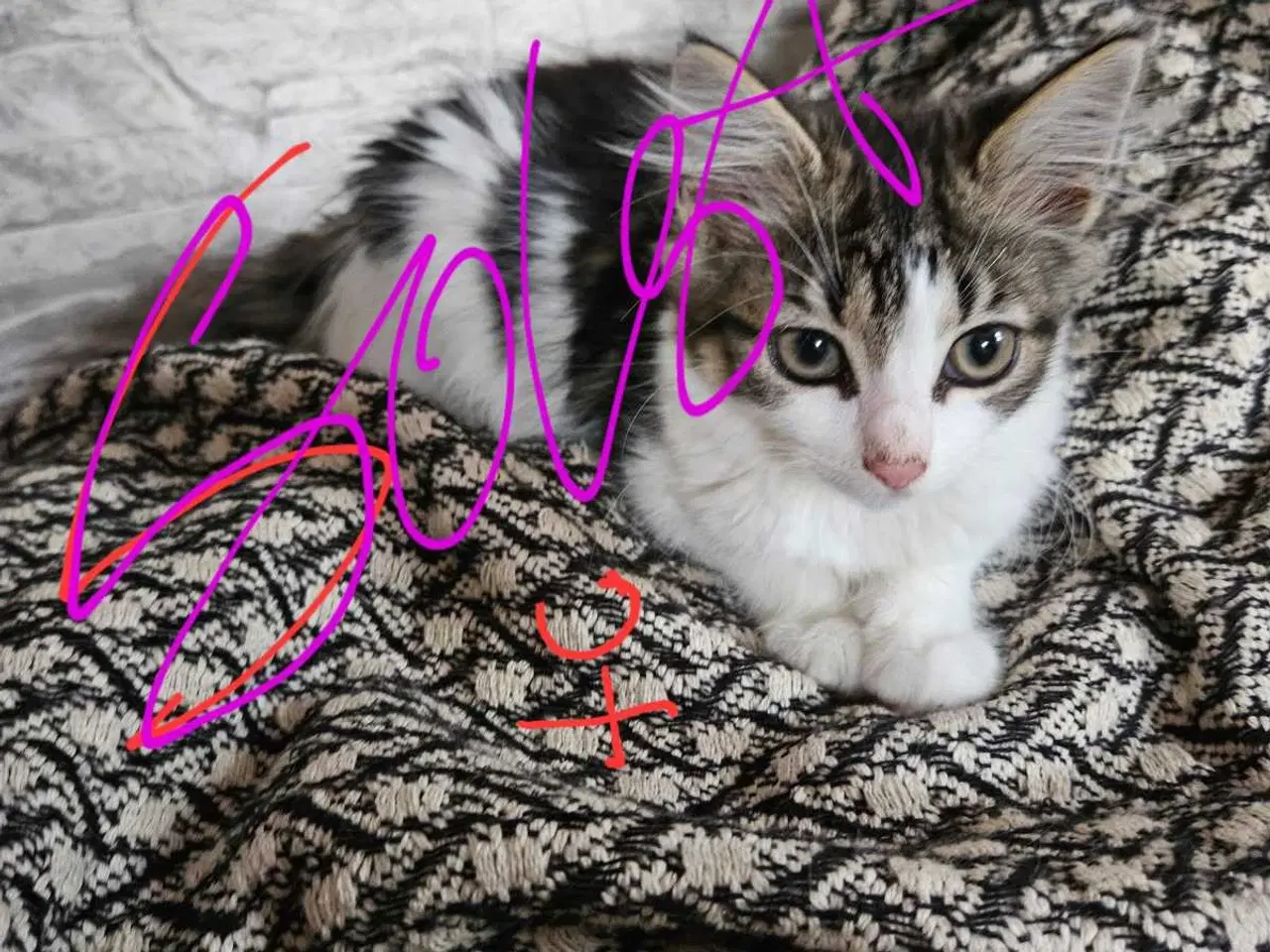 Billede 7 - Killinger