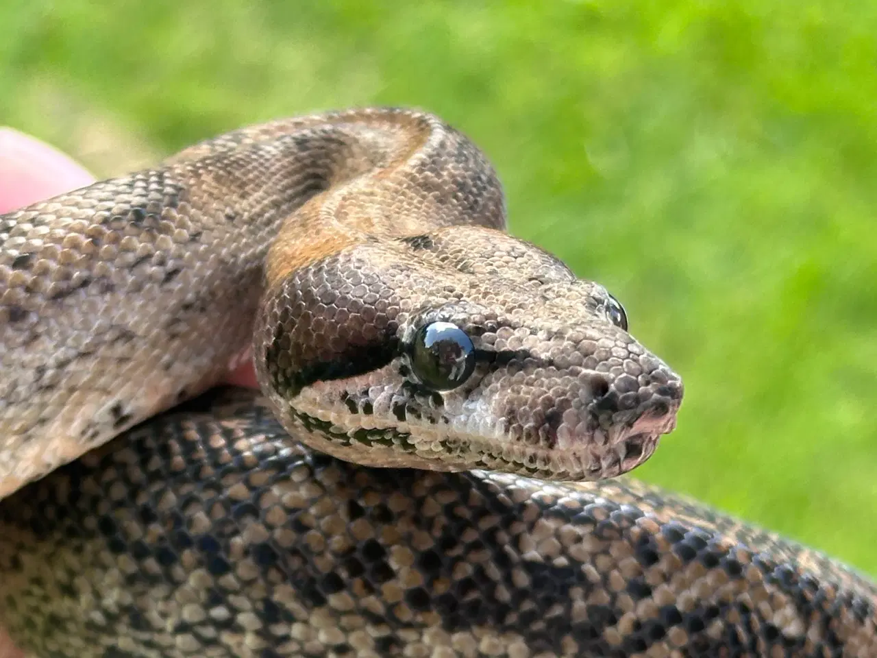 Billede 2 - Smuk Leopard Boa til salg 0,1 🐍