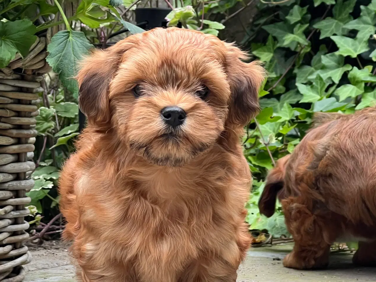 Billede 13 - 🧡Sød & Smuk Bichon Havanais 🧡