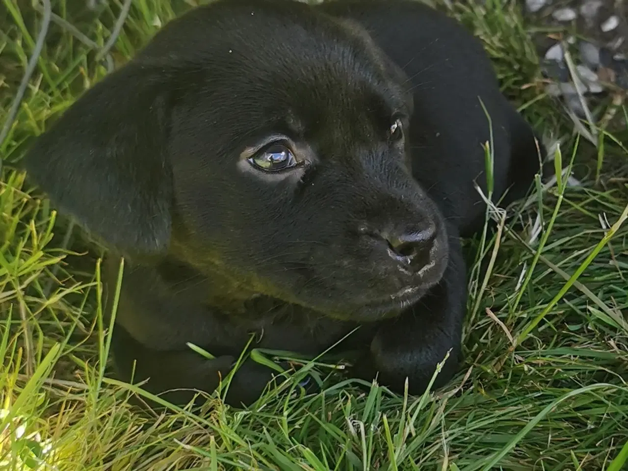 Billede 1 - Blandings hvalpe rottweiler blanding /labrador 