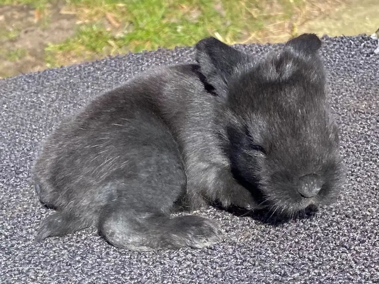 Billede 5 - FRANSK VÆDDER HUN SORT