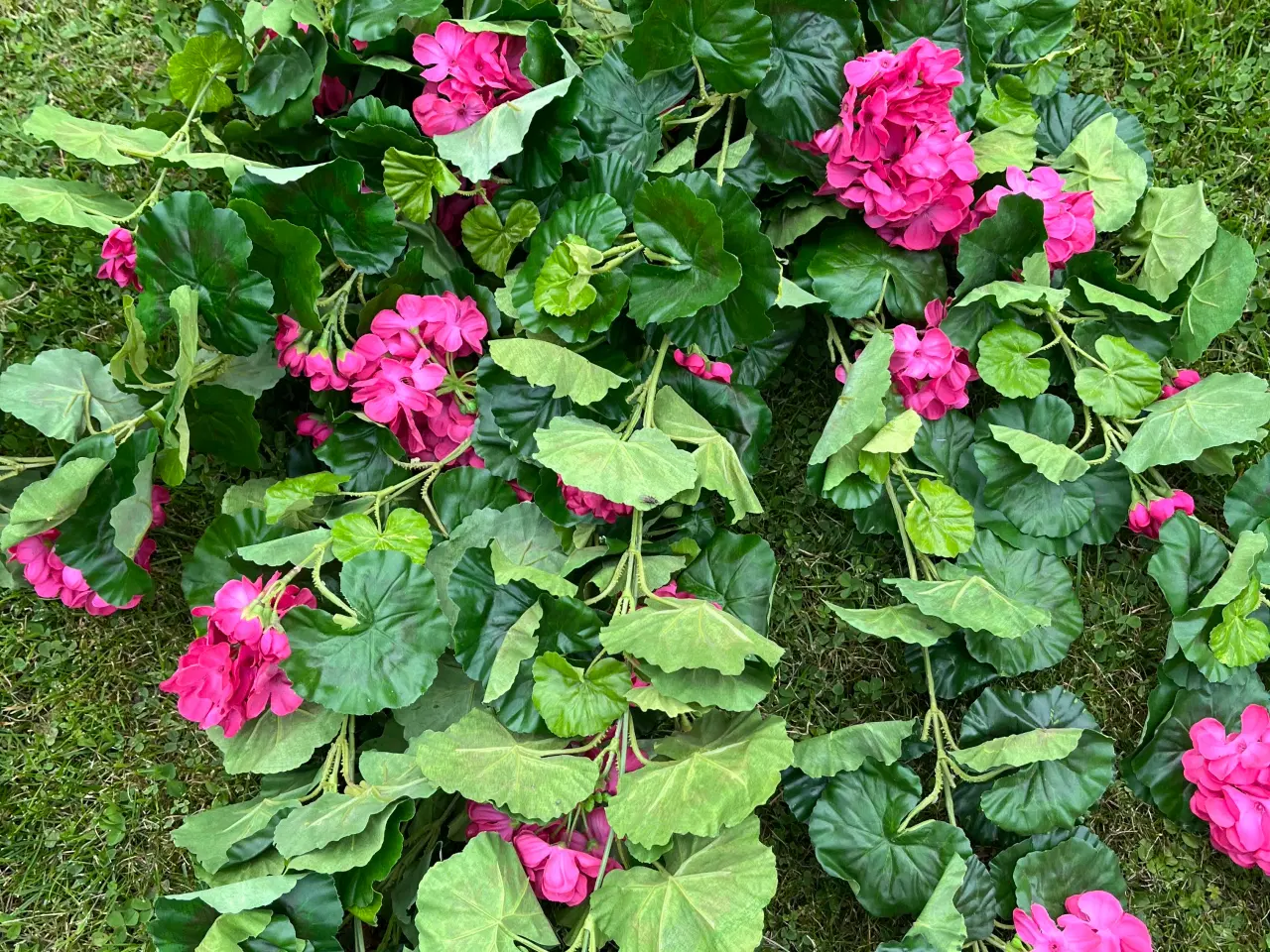 Billede 9 - Blomster - se forskellige billeder 