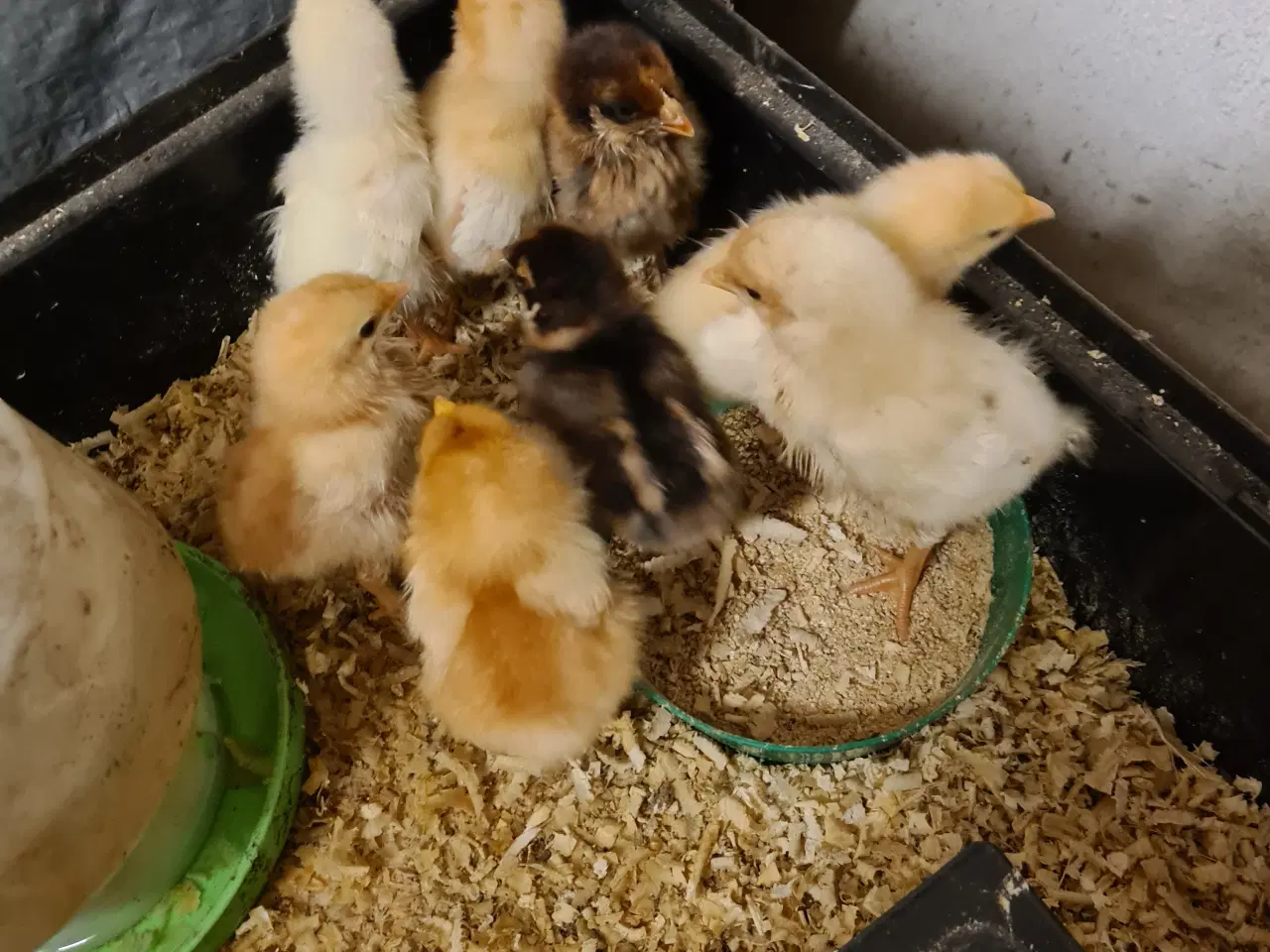 Billede 2 - 1 uge gamle kyllinger