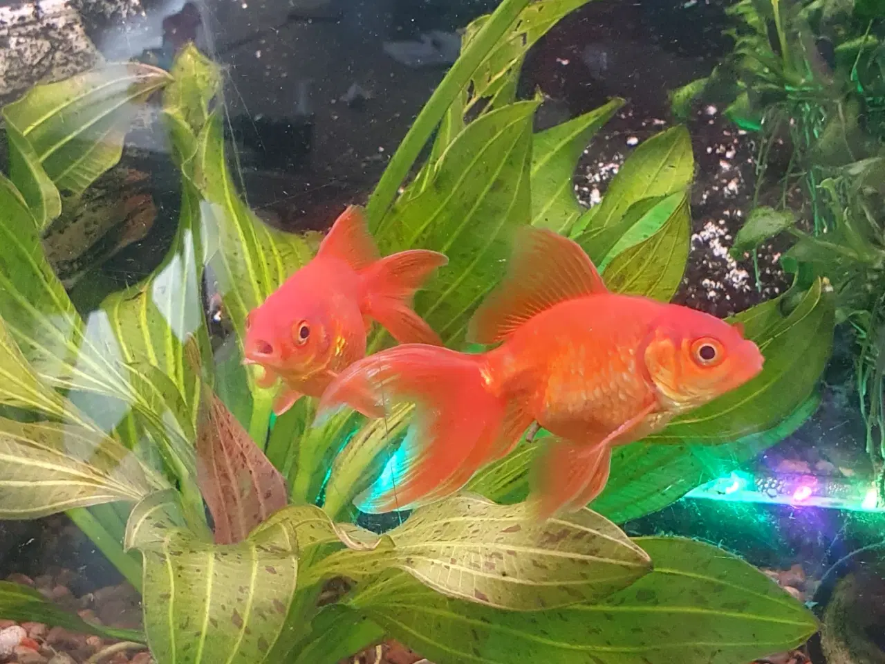 Billede 4 - Guldfisk orange, ca 8-9 cm med hale. 