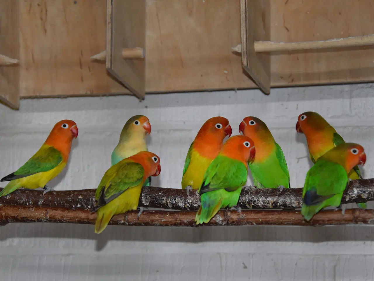 Billede 4 - Rødhovedet Dværgpapegøjer sælges