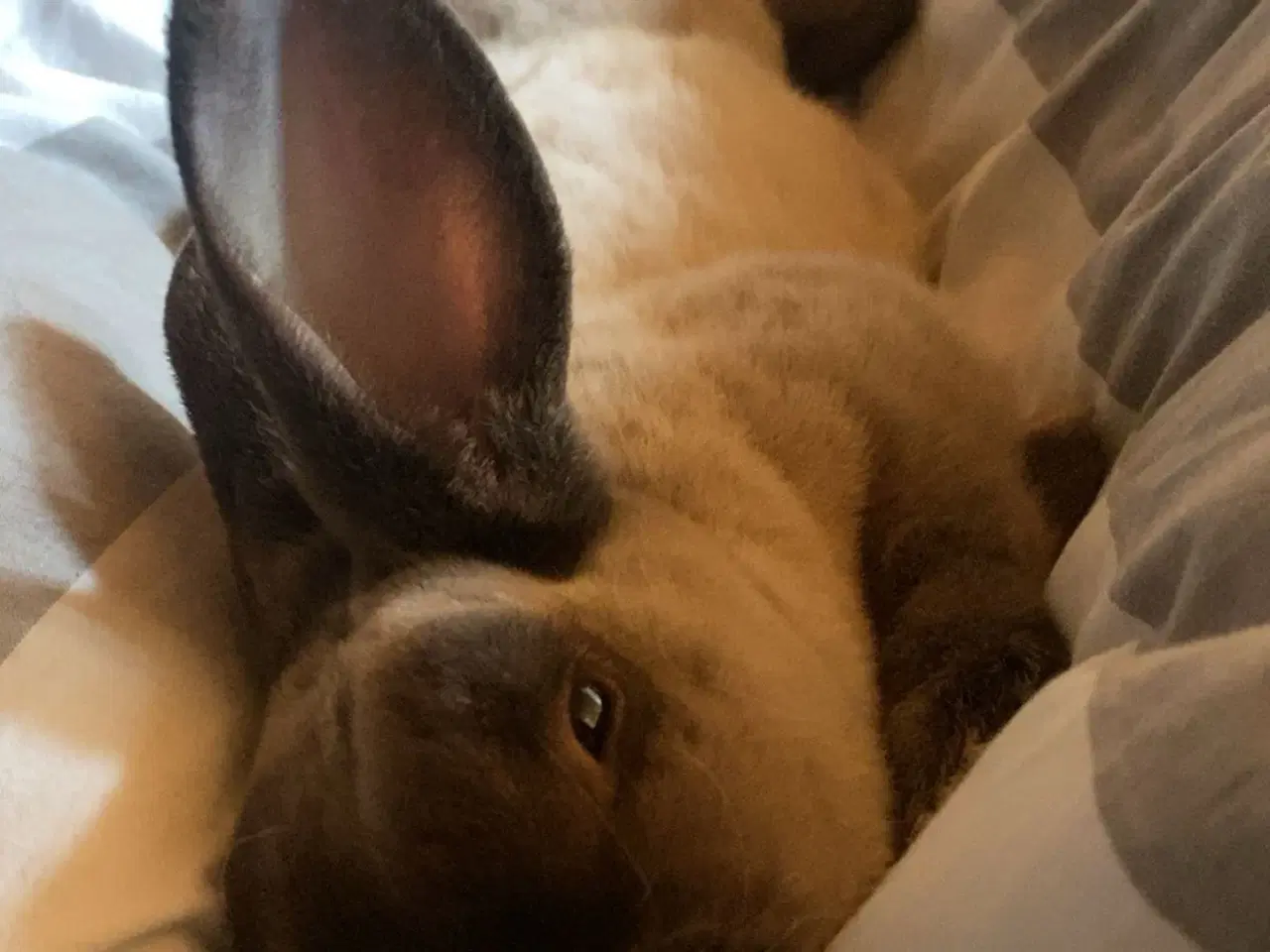 Billede 7 - Stampe søger nyt hjem🐰
