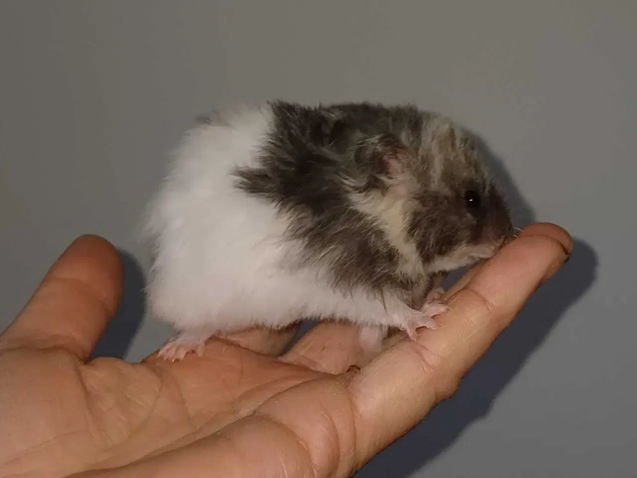 Billede 19 - Guldhamster unger
