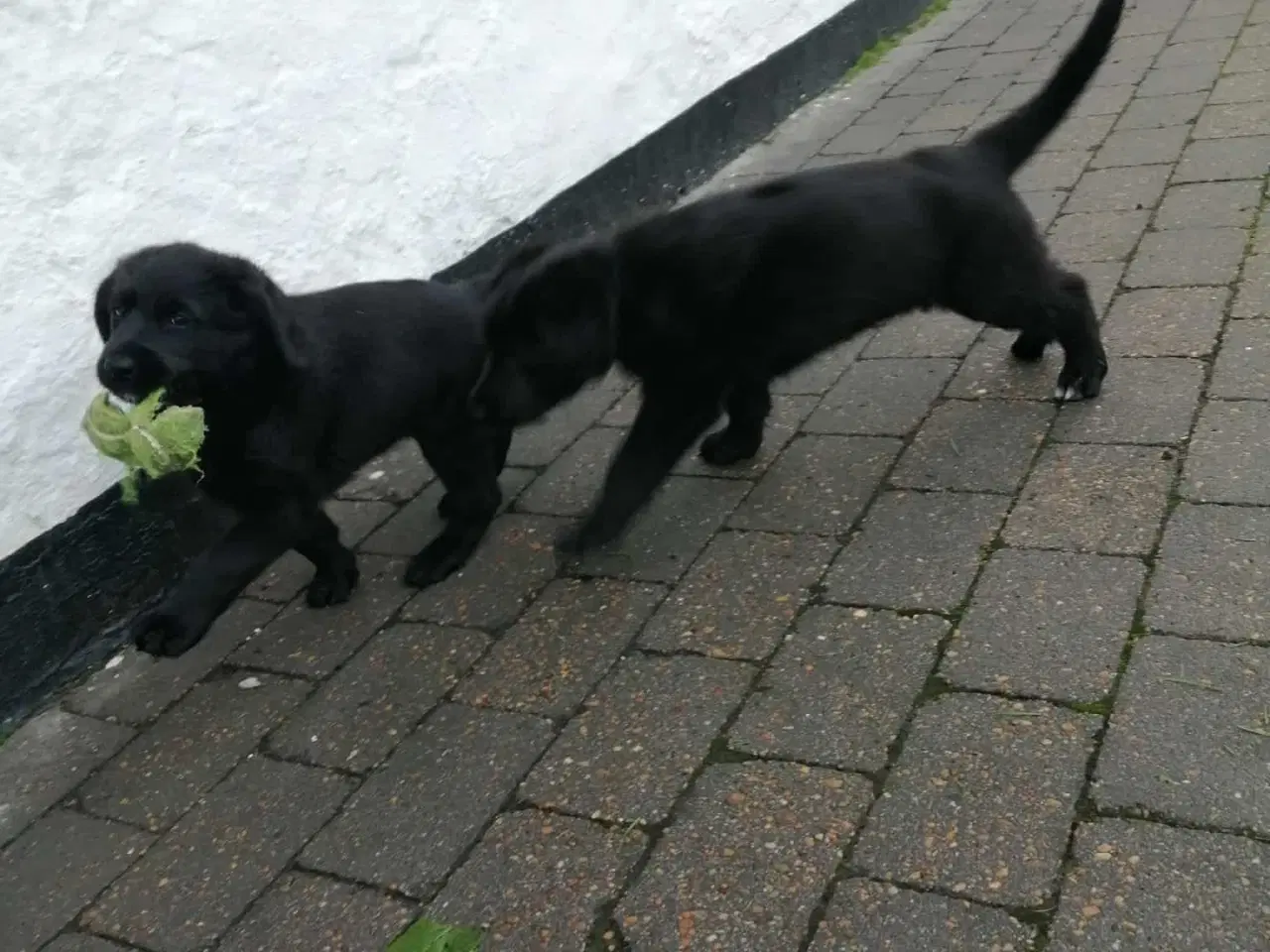 Billede 3 - Hundehvalp Shepadoole