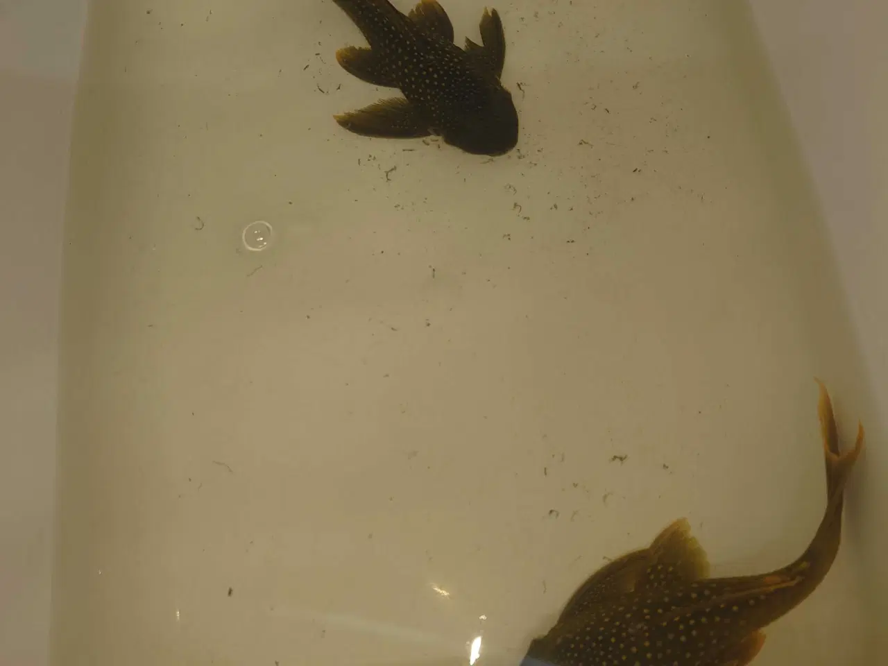 Billede 3 - L200 High finn ca. 14-15 cm 