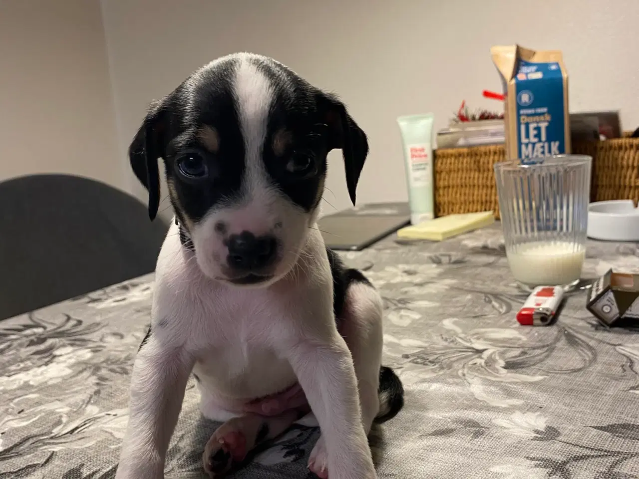 Billede 7 - Hvalpe klar til at få nyt hjem den 5. december