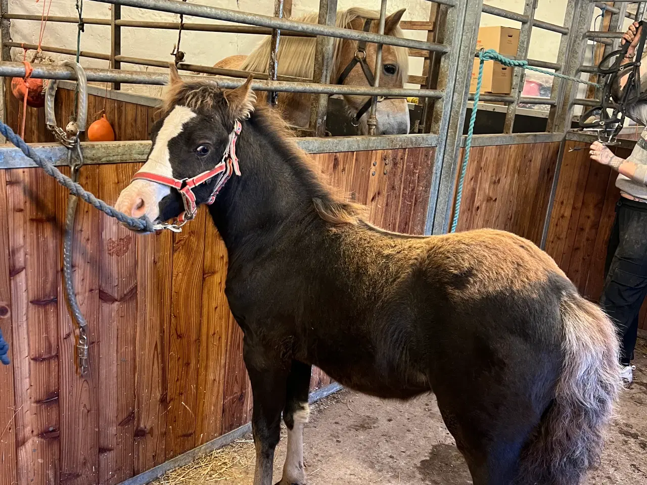 Billede 2 - Welsh cob 