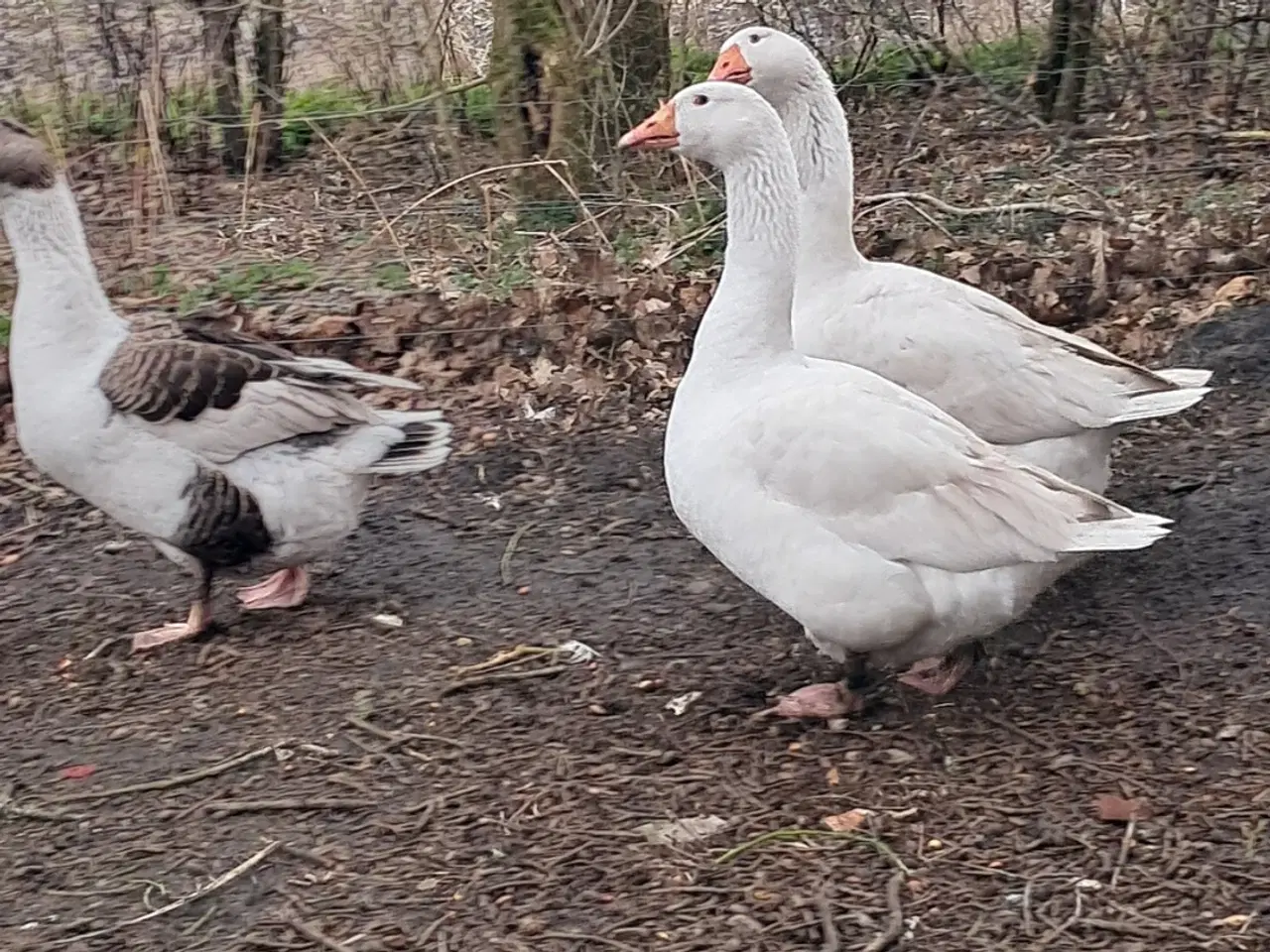 Billede 2 - 2 Emden gæs + gase