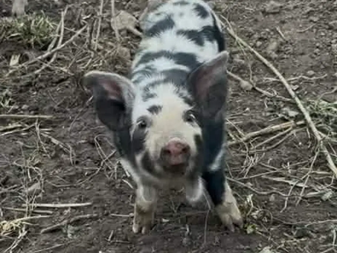 Billede 3 - Smågrise af sortbroget gl dansk landrace sælges