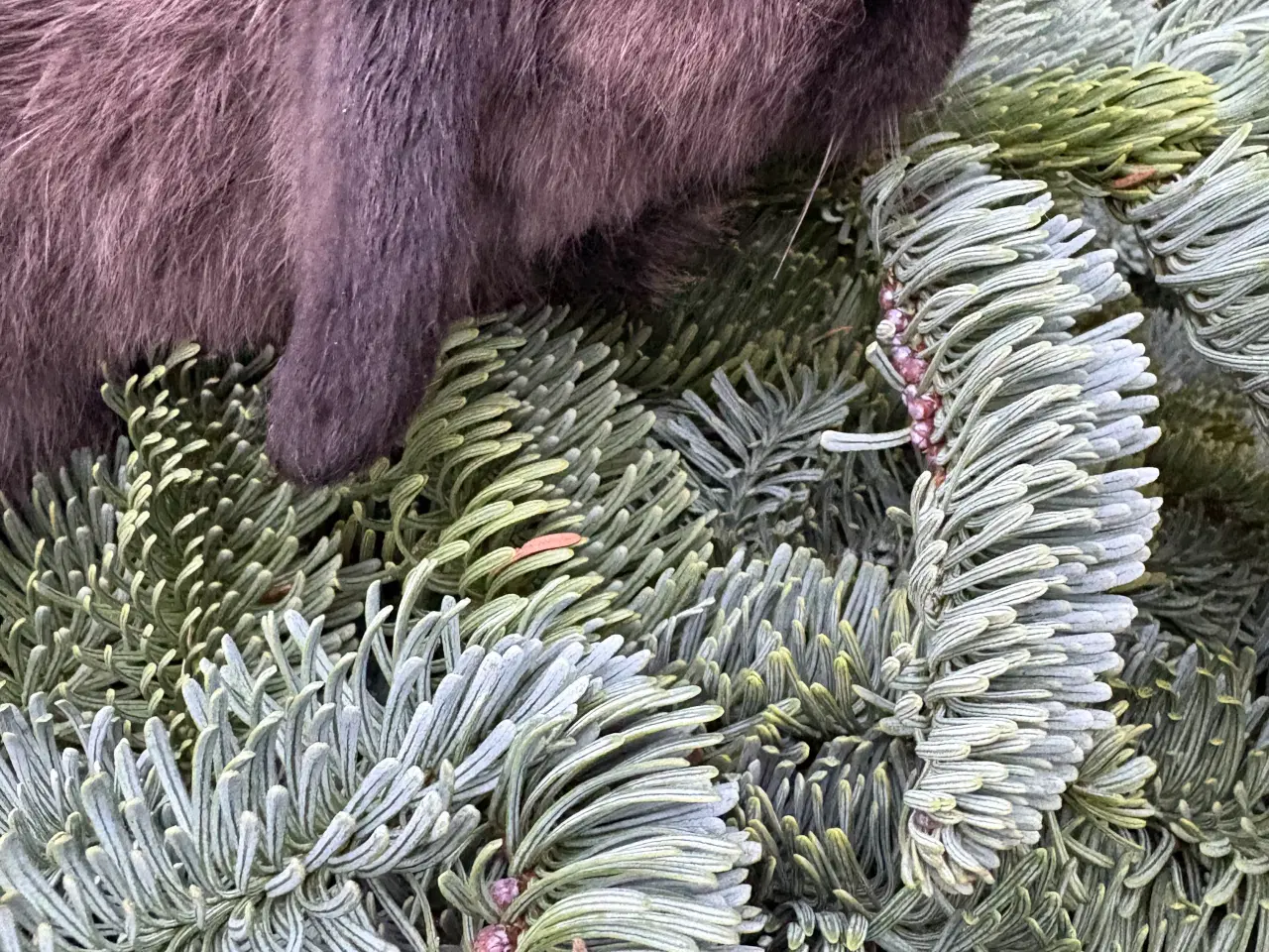 Billede 4 - Minilops han