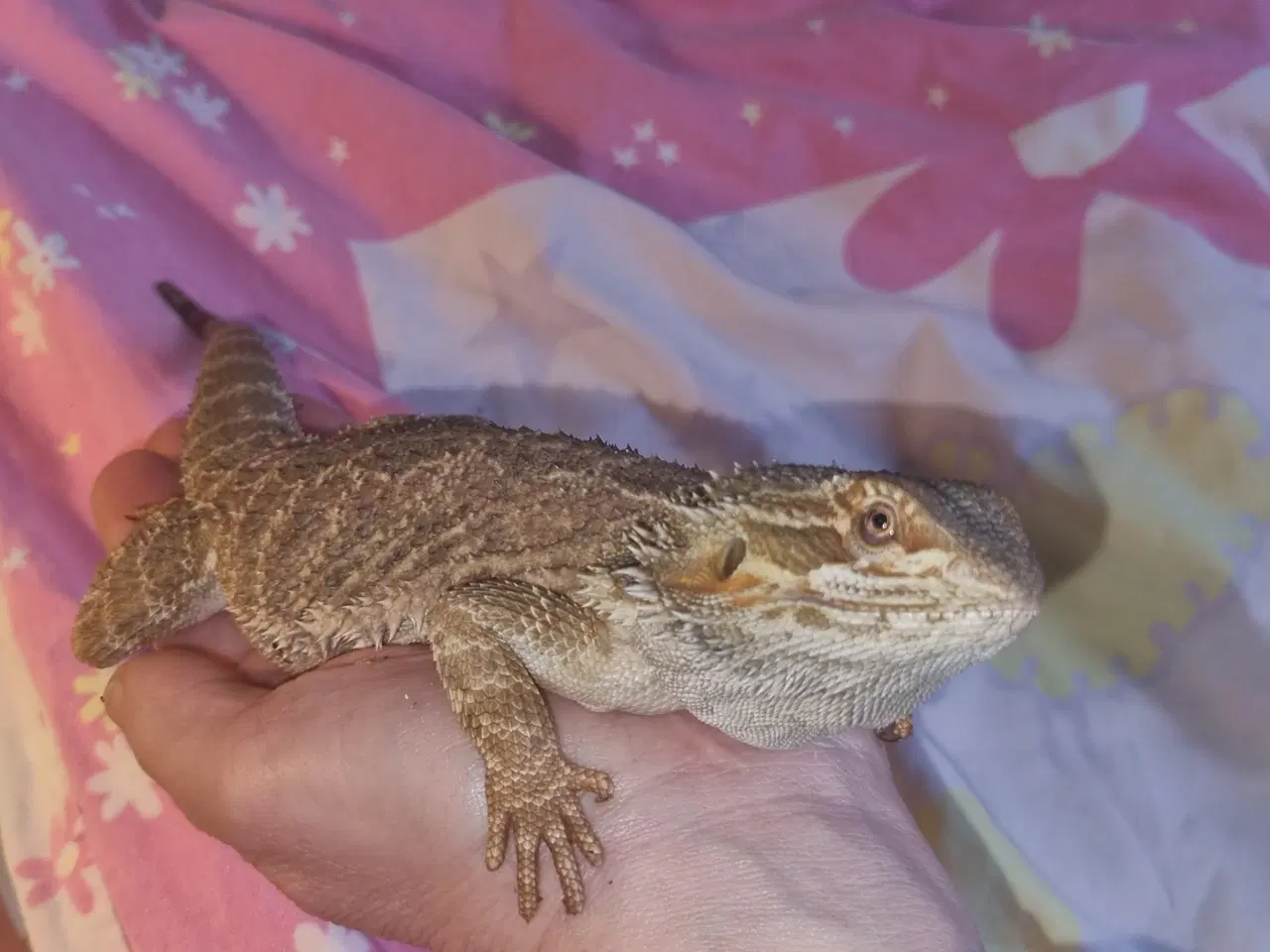 Billede 5 - Skægagamer (alm str)