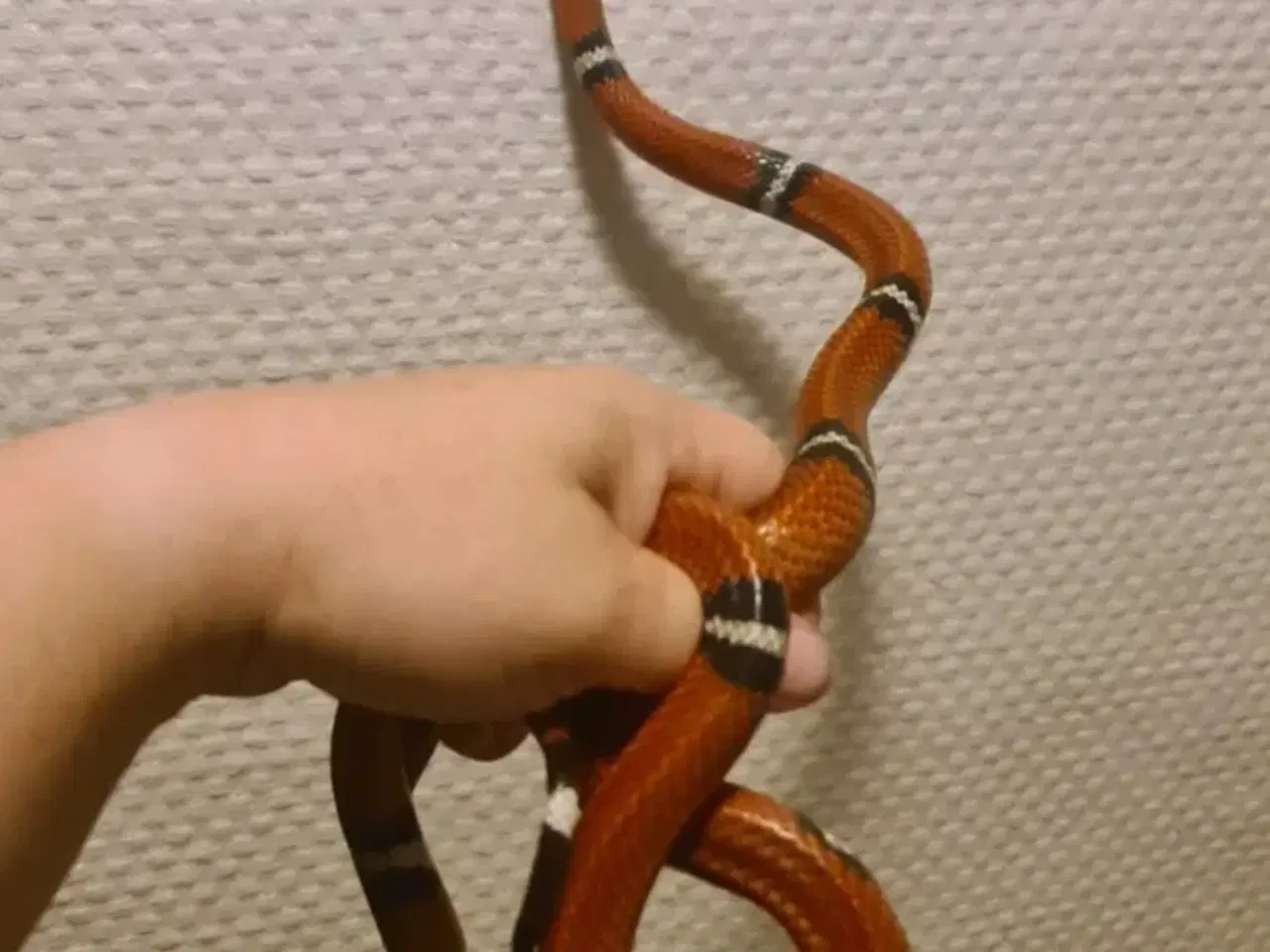 Billede 4 - Sinaloa snog inkl. terrarie