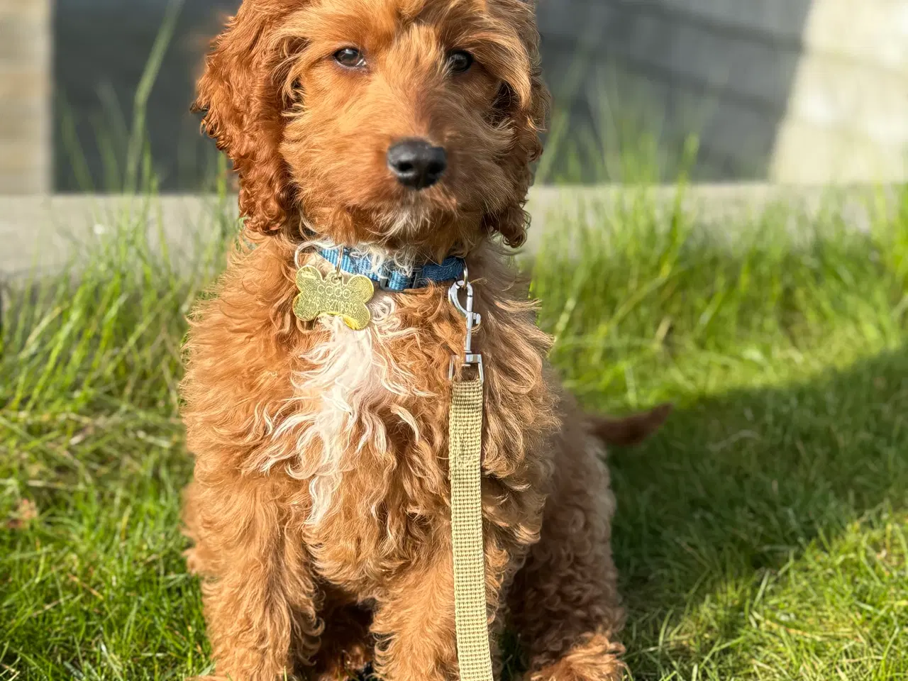 Billede 4 - Cockapoo hvalp søger nyt kærligt hjem 🥰