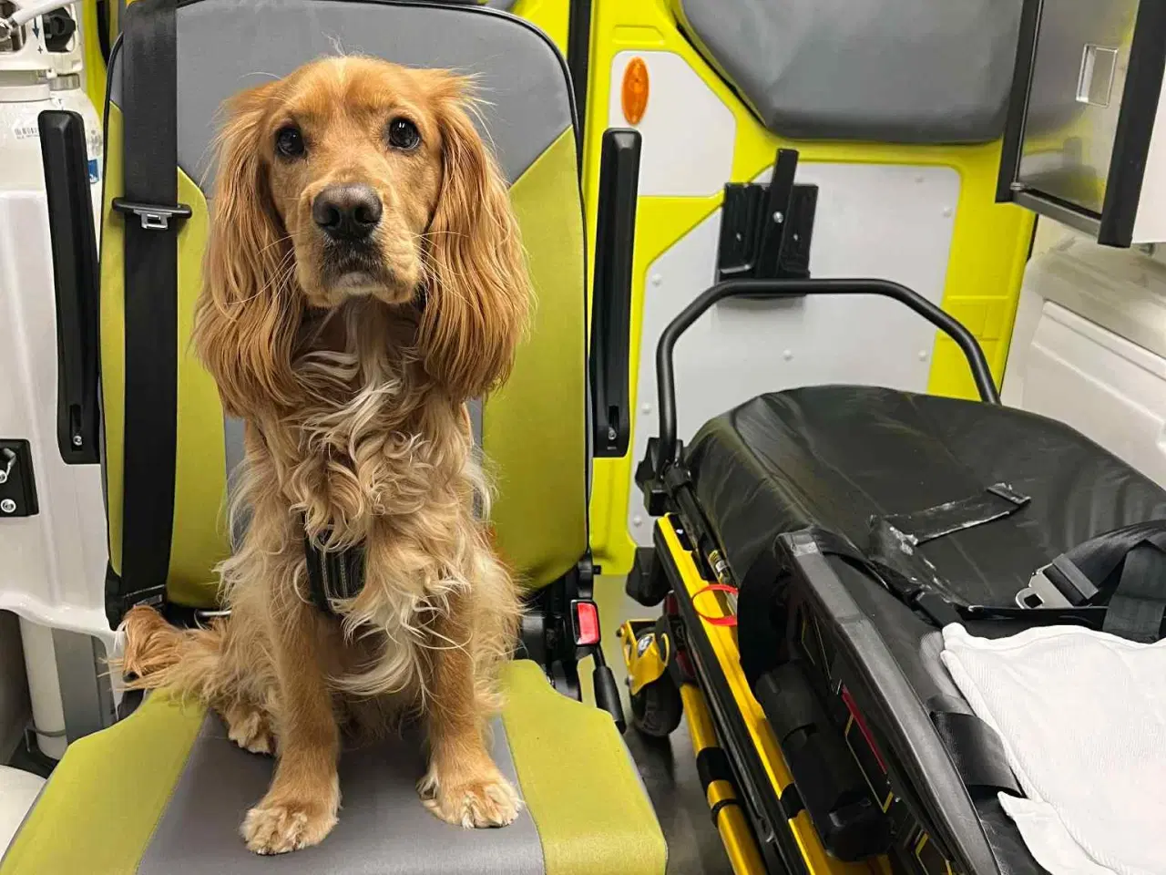 Billede 2 - Lækker Cocker Spaniel til parring