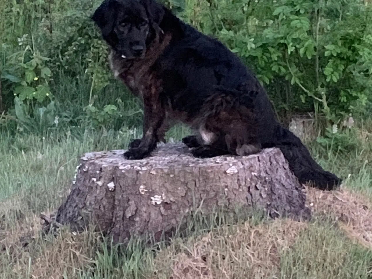 Billede 6 - Hundehvalp