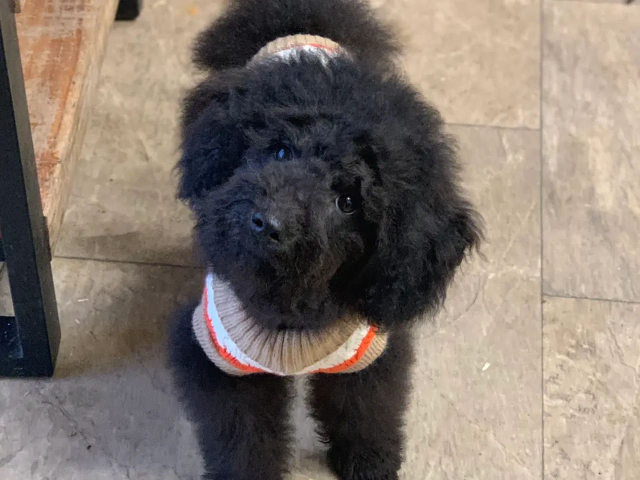 Billede 1 - Den dejligste Maltipoo dreng 