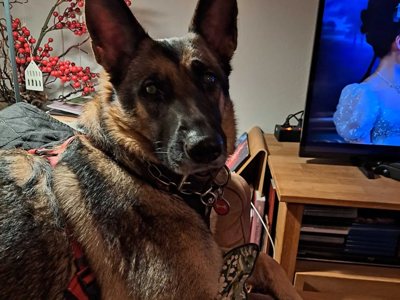 Billede 3 - Grå schæfer  tæve  til salg