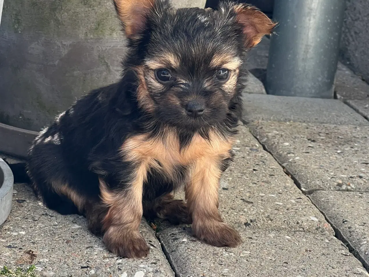 Billede 5 - Yorkshire terrier/Chihuahua