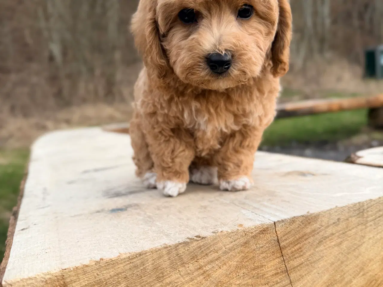 Billede 14 - Pooton dreng rejseklar nu