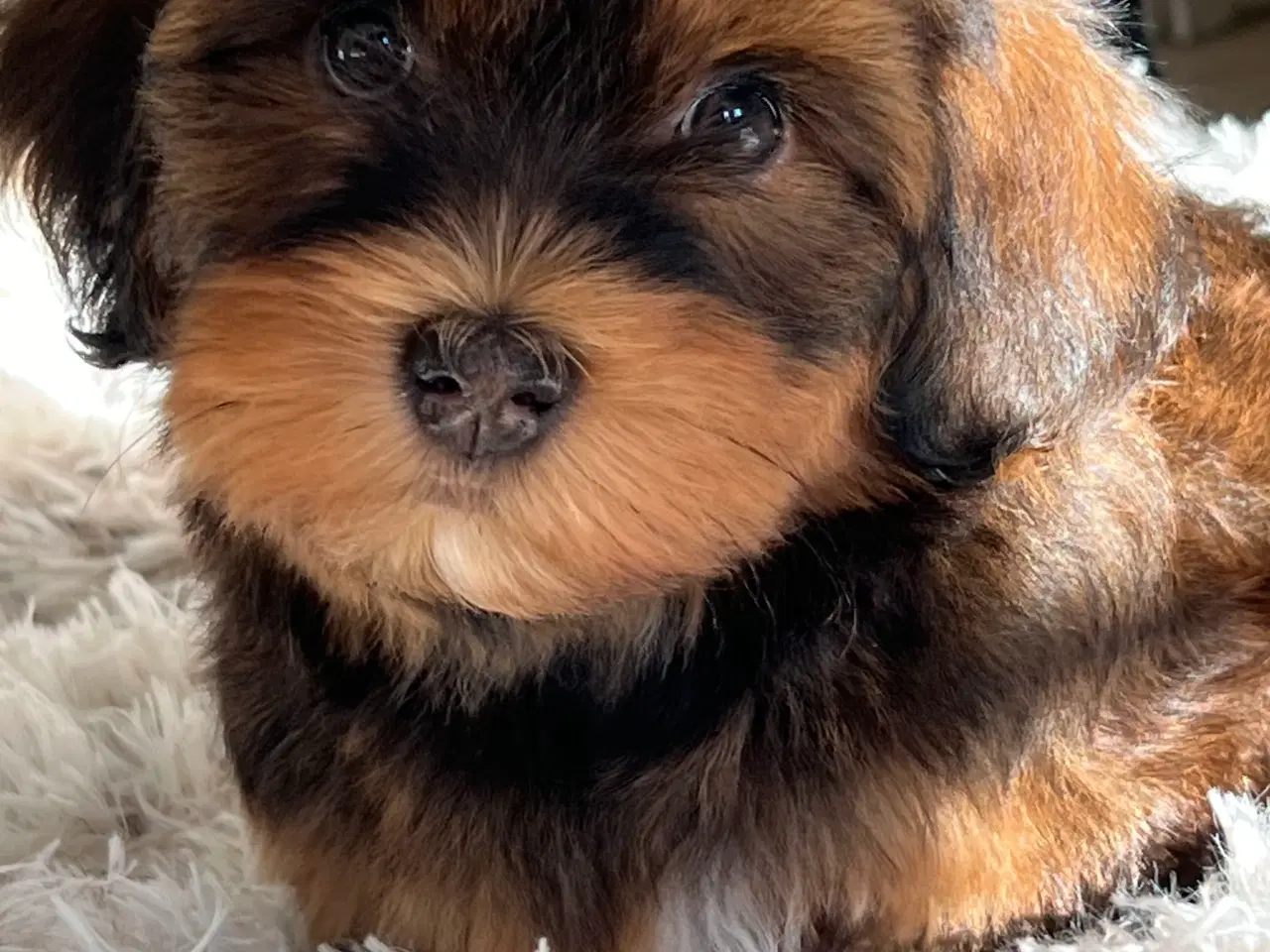 Billede 14 - Avlstjeneste - Bichon Havanais 