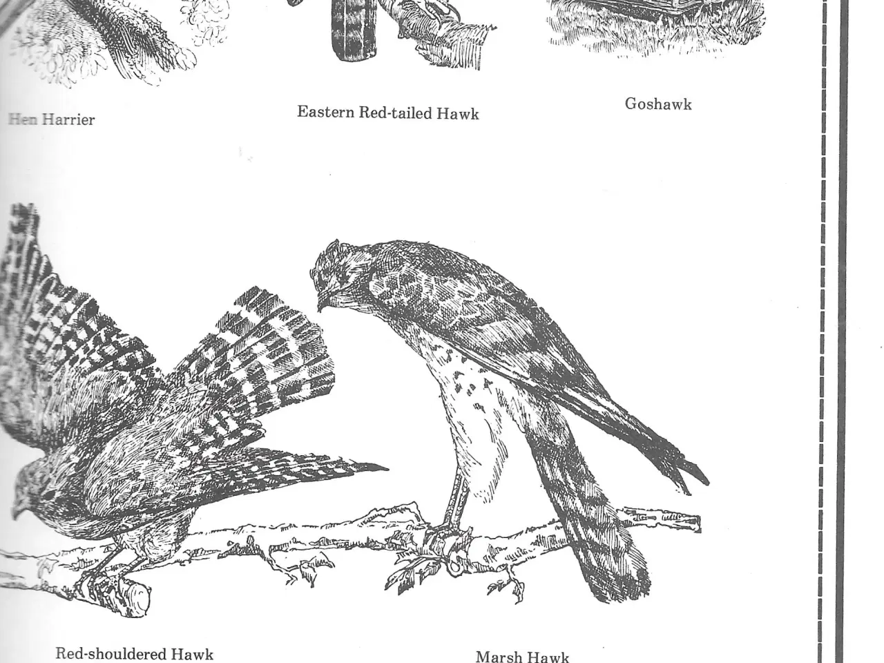 Billede 2 - Birds: A Picture Sourcebook, dyr, fugle
